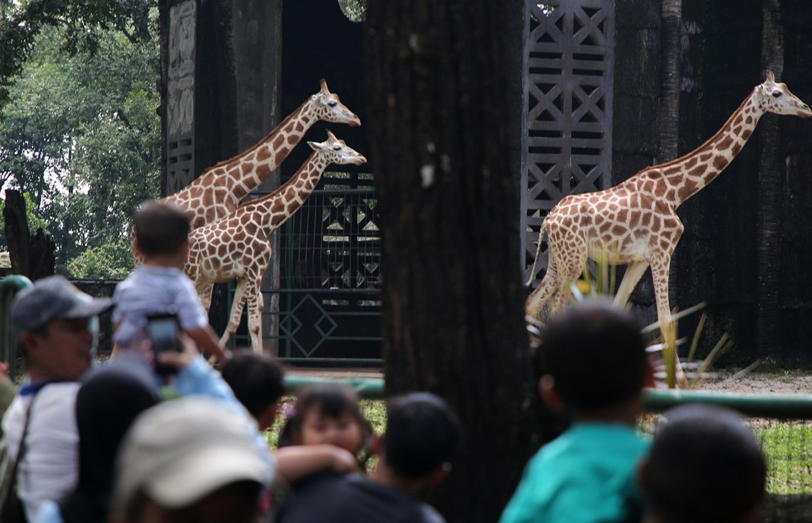 DPRD DKI Jakarta Dukung Uji Coba Ragunan Buka Malam Hari