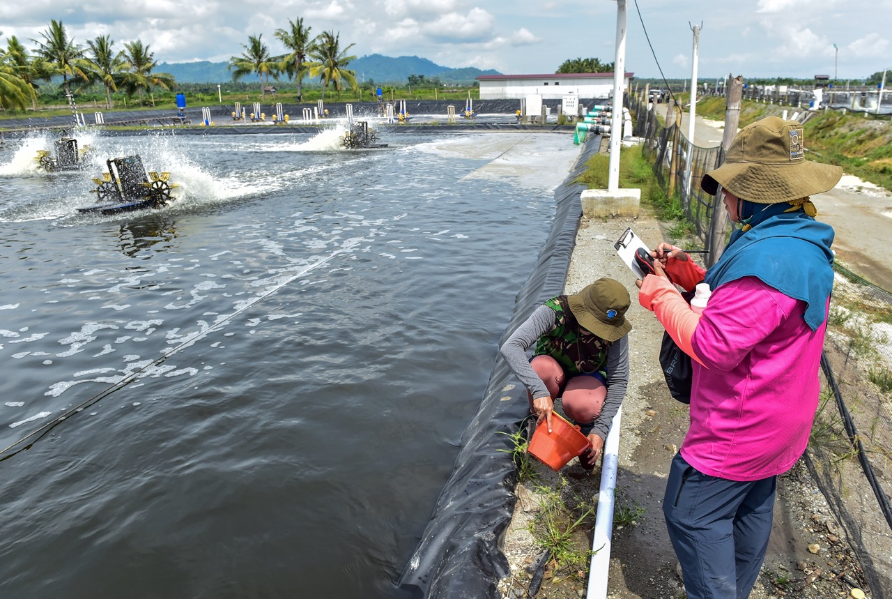 DPR RI: Lindungi 1 Juta Petambak Udang dari Ancaman Blokir Ekspor Amerika