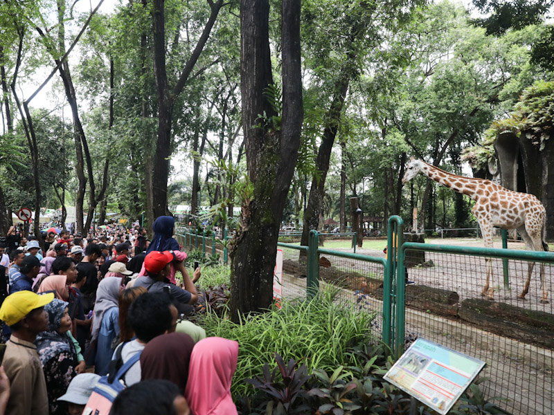 Liburan Nataru, Sebanyak 408.755 Wisatawan Kunjungi Taman Margasatwa Ragunan